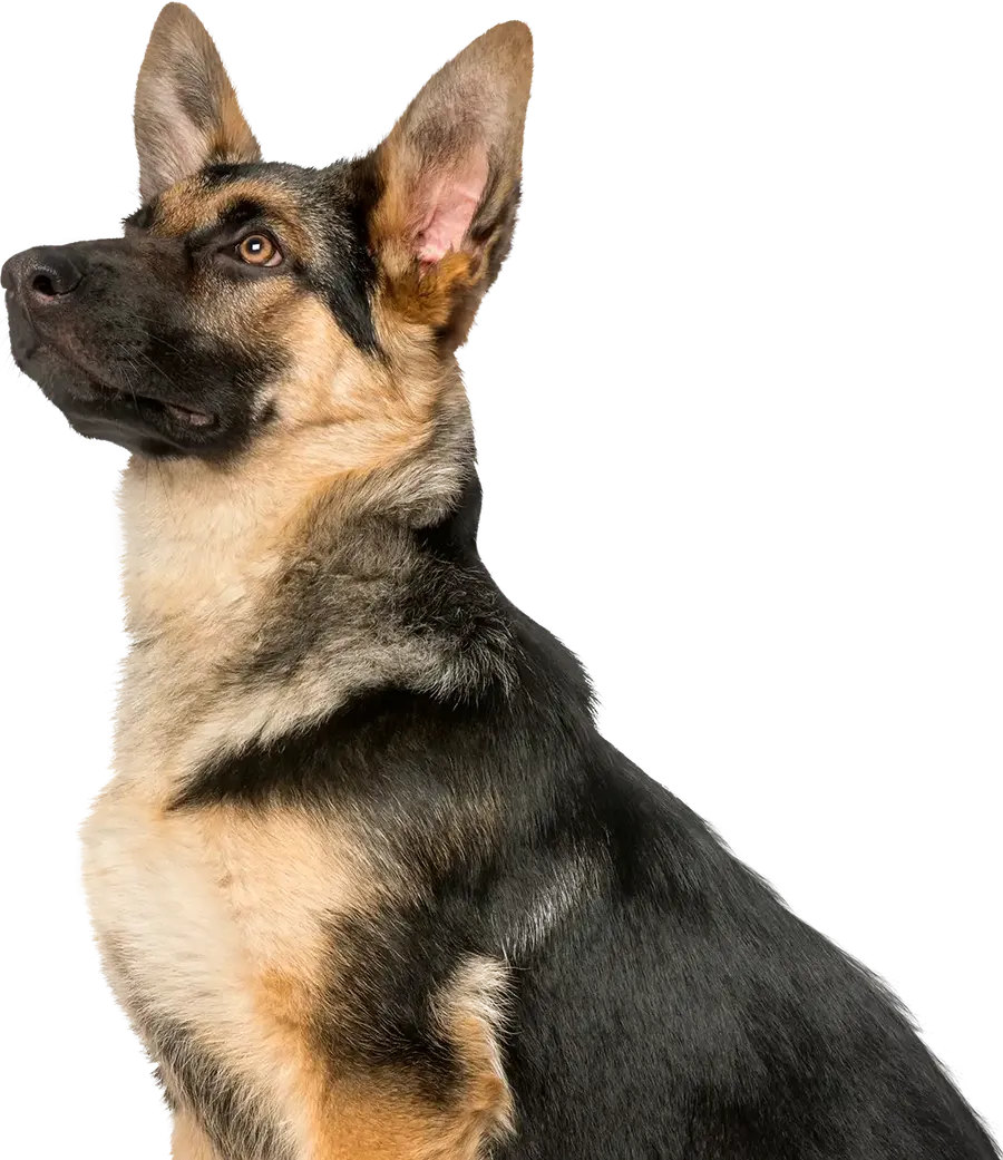 Happy pet at PetKo, best pet shop in Islamabad