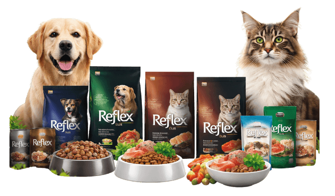 Reflex