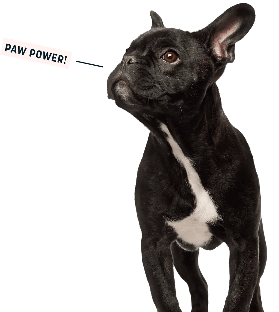 PetKo Pets