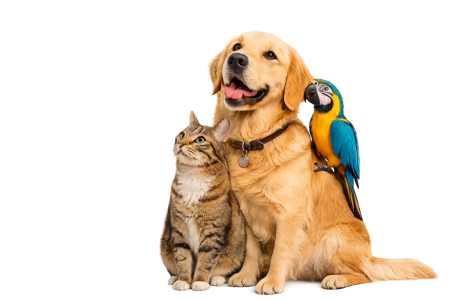 Pets at PetKo Islamabad