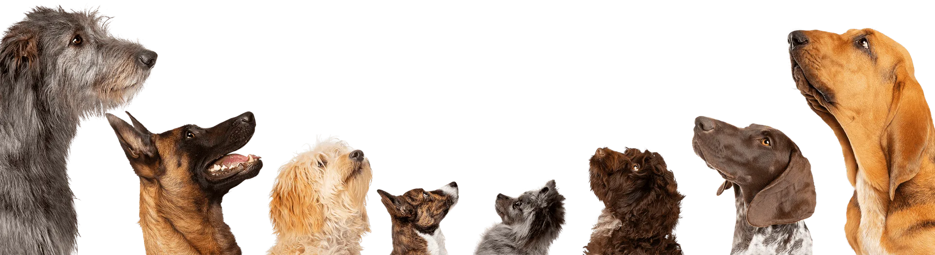 Pets looking up at PetKo WhatsApp CTA